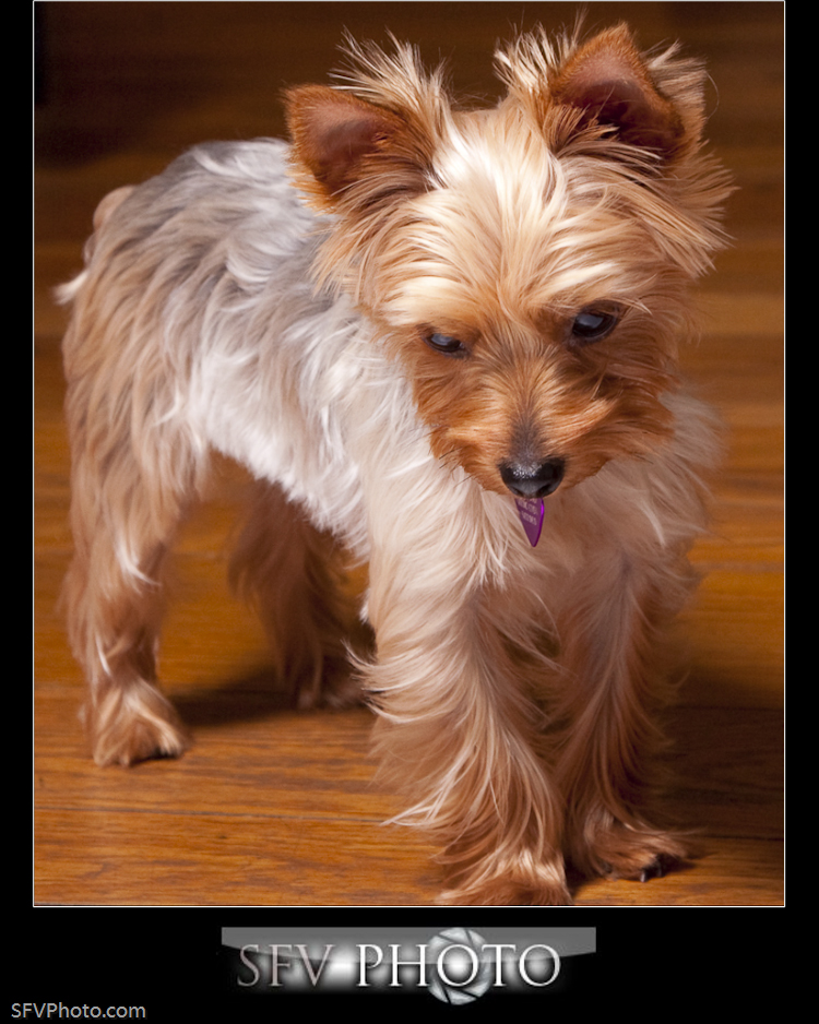 IMAGE: http://www.sfvphoto.com/yorkie/content/bin/images/large/20090826_333_1.jpg